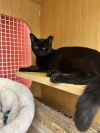 Kammie *Featured at the Petco in Columbia, MD* photo 1