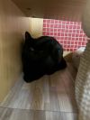 Kammie *Featured at the Petco in Columbia, MD* photo 2
