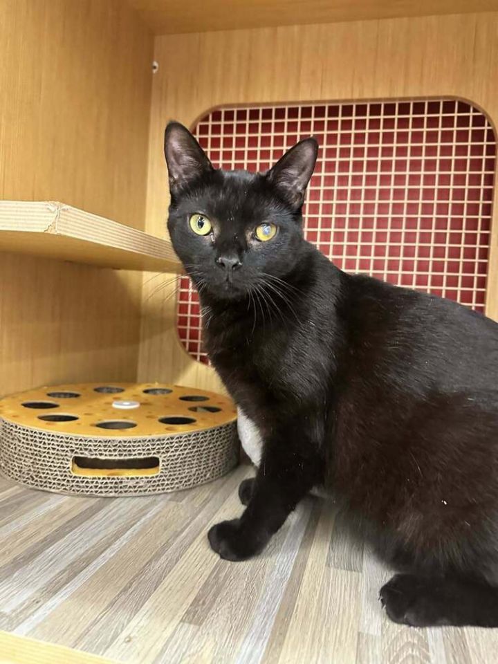 Tornado *Featured at the Petco in Columbia, MD* 1