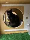 Tornado *Featured at the Petco in Columbia, MD* photo 2