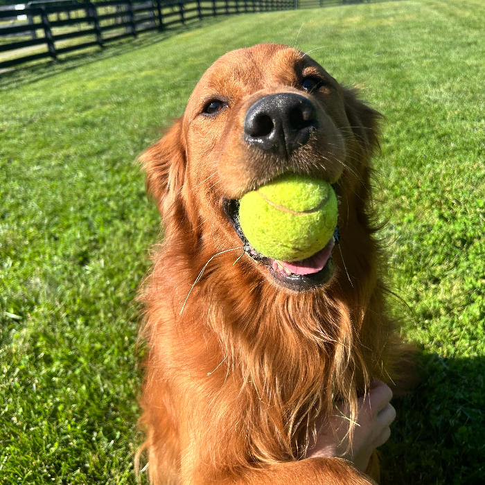 Buddy 1