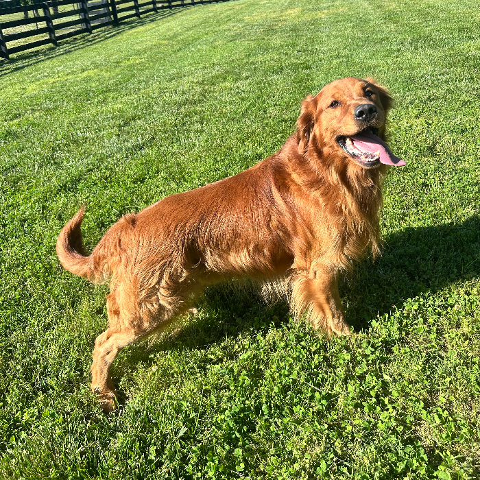 Buddy 3