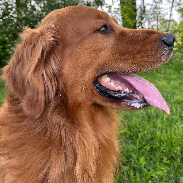 Buddy 4