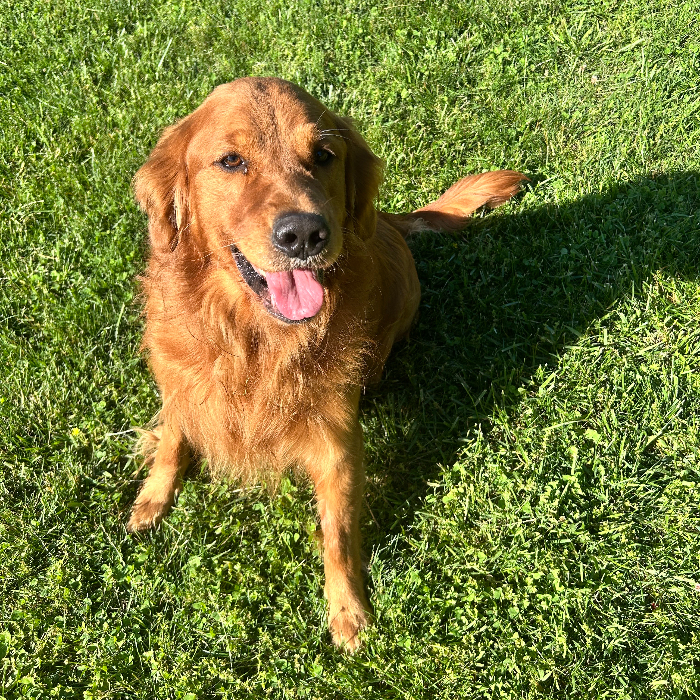 Buddy 6