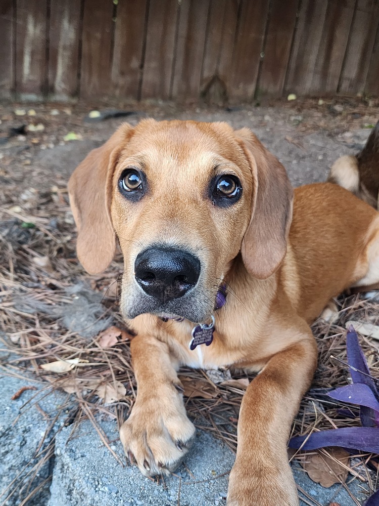 Snickerdoodle