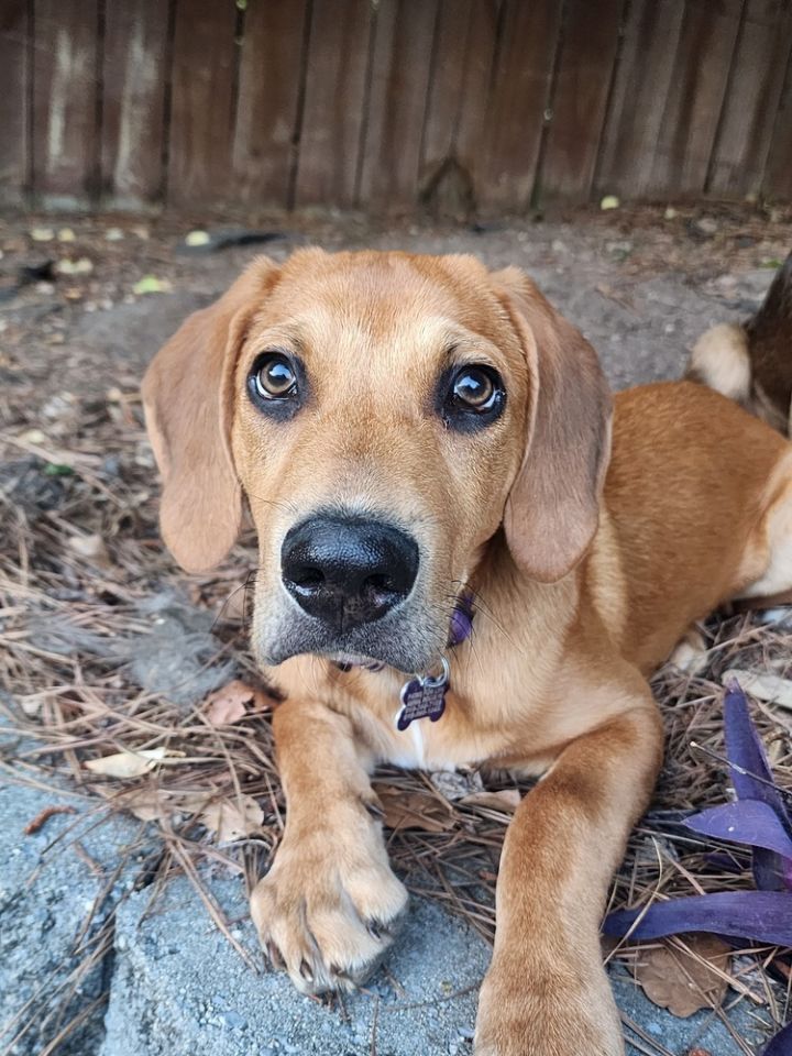 Snickerdoodle 1