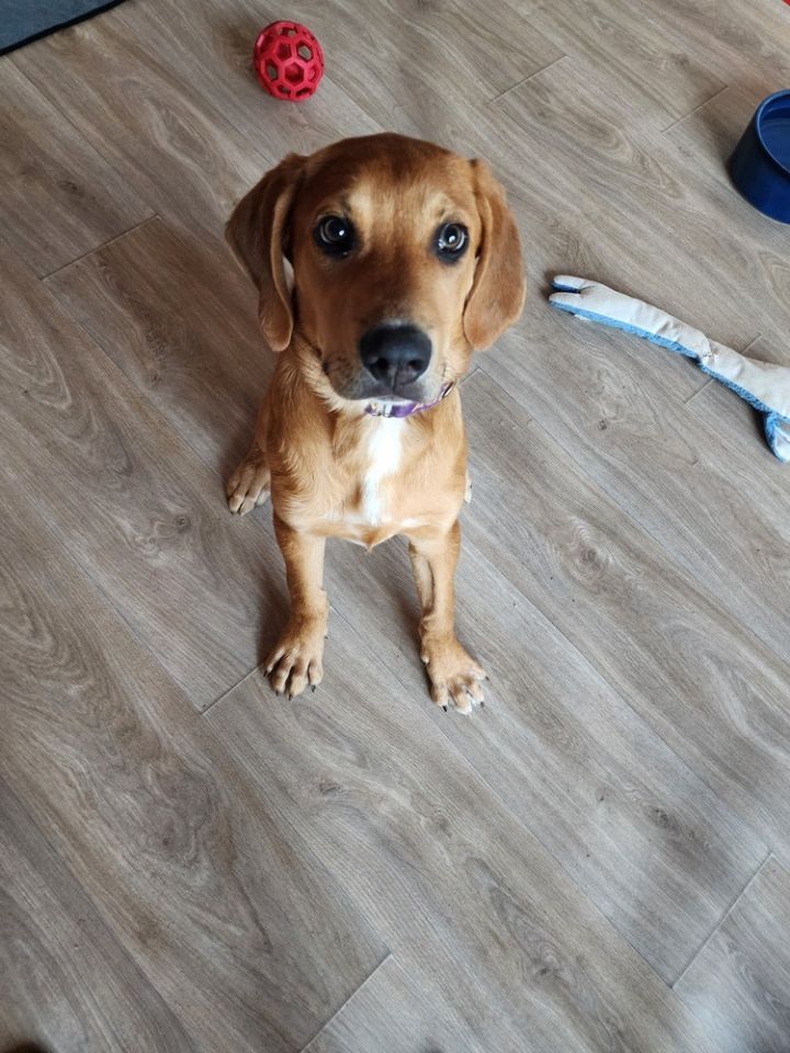 Snickerdoodle 5