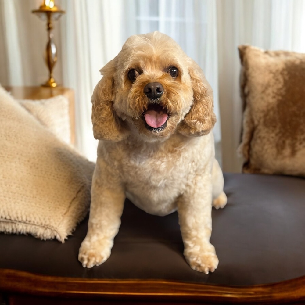 Cavapoo - Koby ( formerly known as Louie) Special needs please read bio