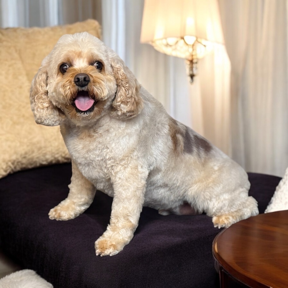 Cavapoo - Koby ( formerly known as Louie) Special needs please read bio