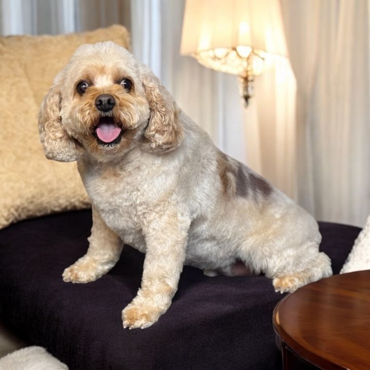 Cavapoo - Koby ( formerly known as Louie) Special needs please read bio 2
