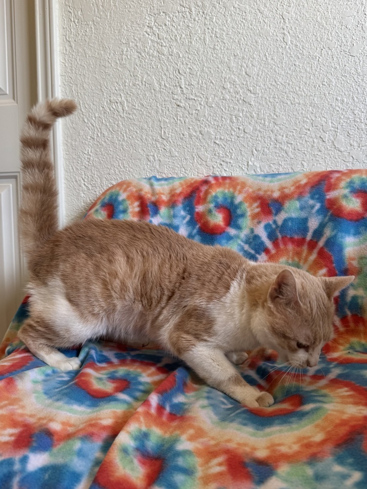 Cheerio