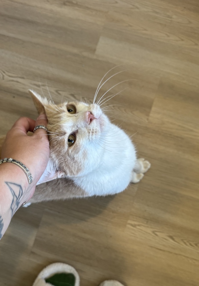 Cheerio