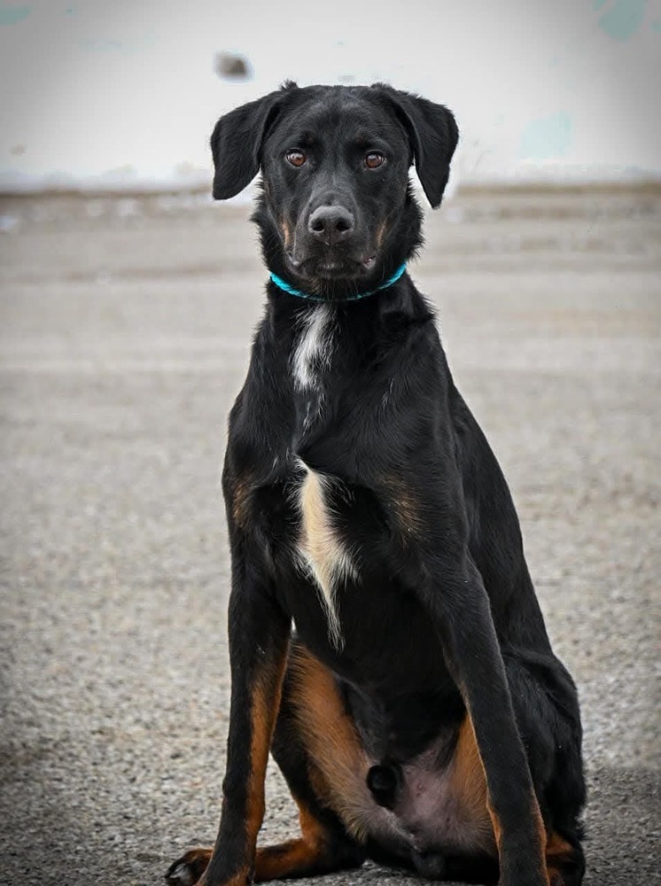 Jack (was Twix)