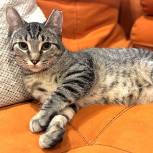 Topaz -- Bonded Buddy With Ruby, Young Male unknown