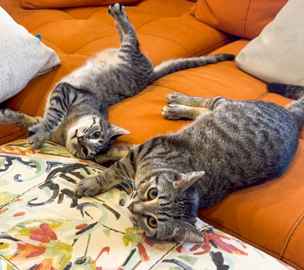 Topaz -- Bonded Buddy With Ruby
