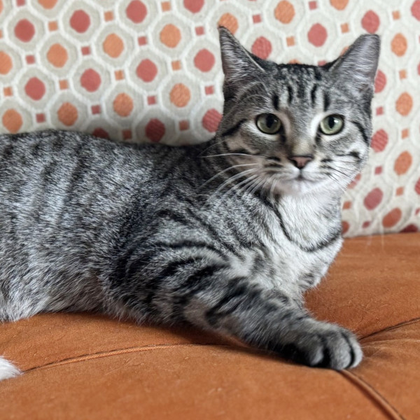 Ruby -- Bonded Buddy With Topaz