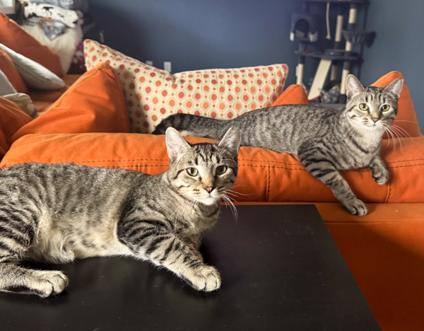 Ruby -- Bonded Buddy With Topaz