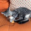 Ruby -- Bonded Buddy With Topaz photo 4