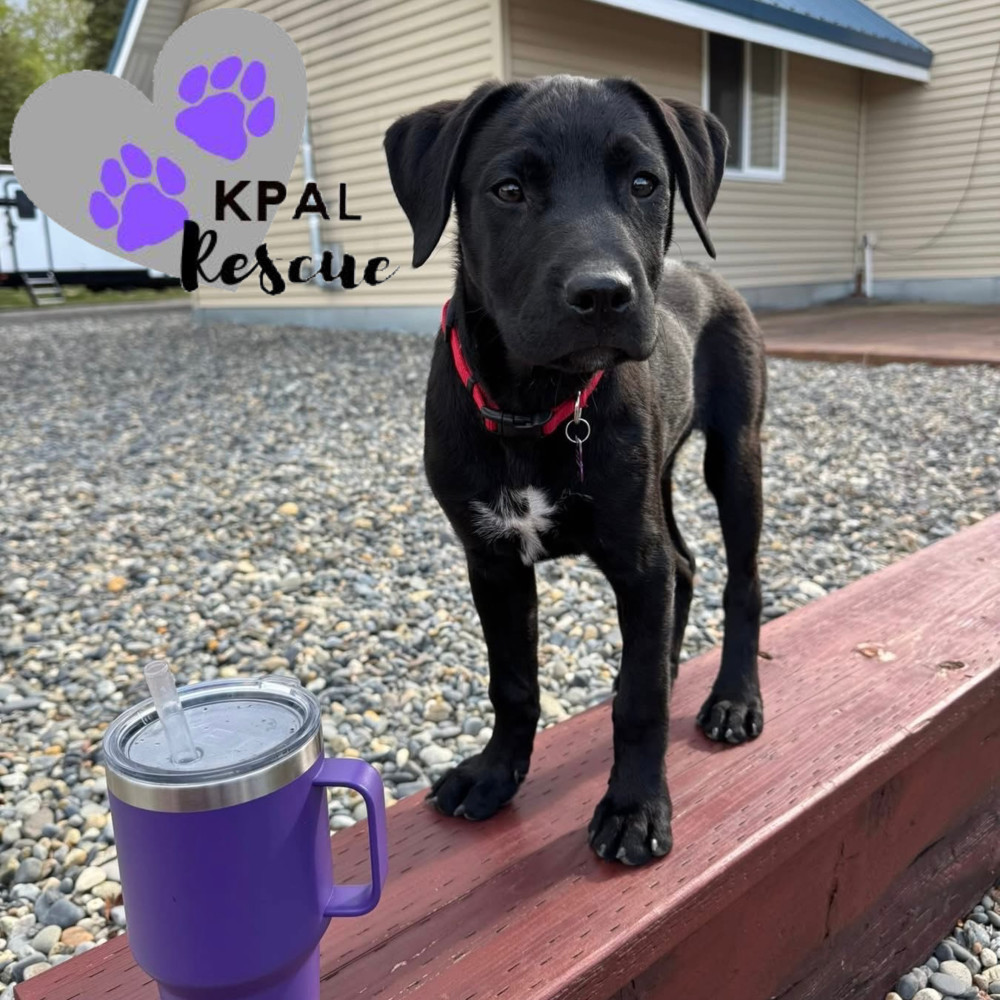 Putzie - Grease Litter, an adoptable Labrador Retriever, Pit Bull Terrier in Kenai, AK, 99611 | Photo Image 1