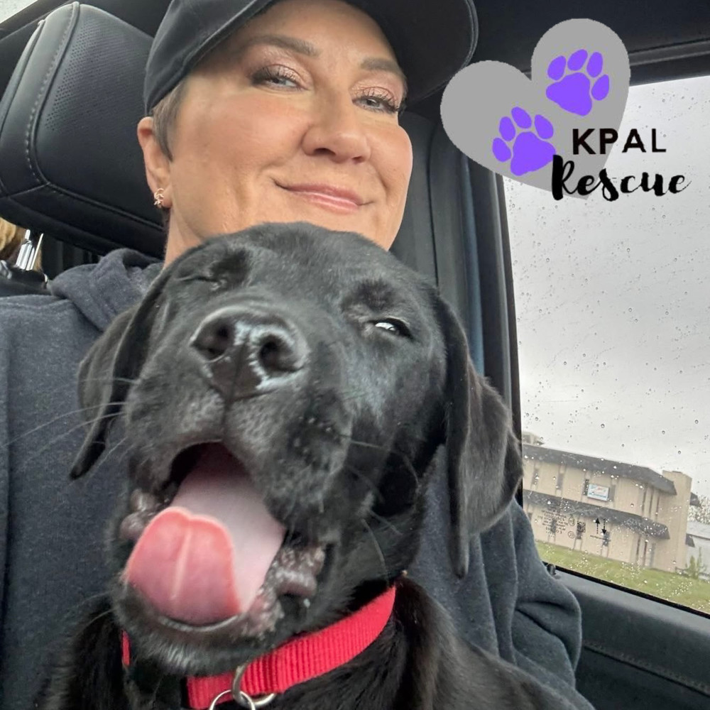 Putzie - Grease Litter, an adoptable Labrador Retriever, Pit Bull Terrier in Kenai, AK, 99611 | Photo Image 2