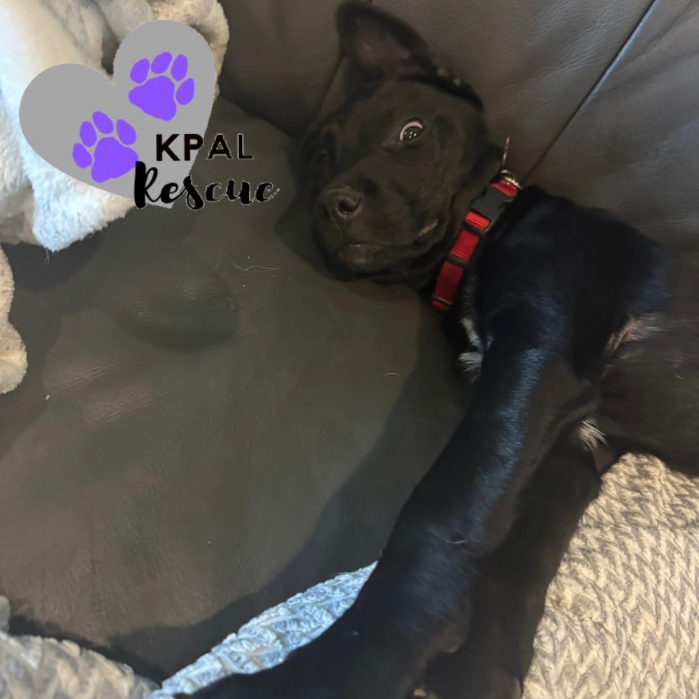 Putzie - Grease Litter, an adoptable Labrador Retriever, Pit Bull Terrier in Kenai, AK, 99611 | Photo Image 3