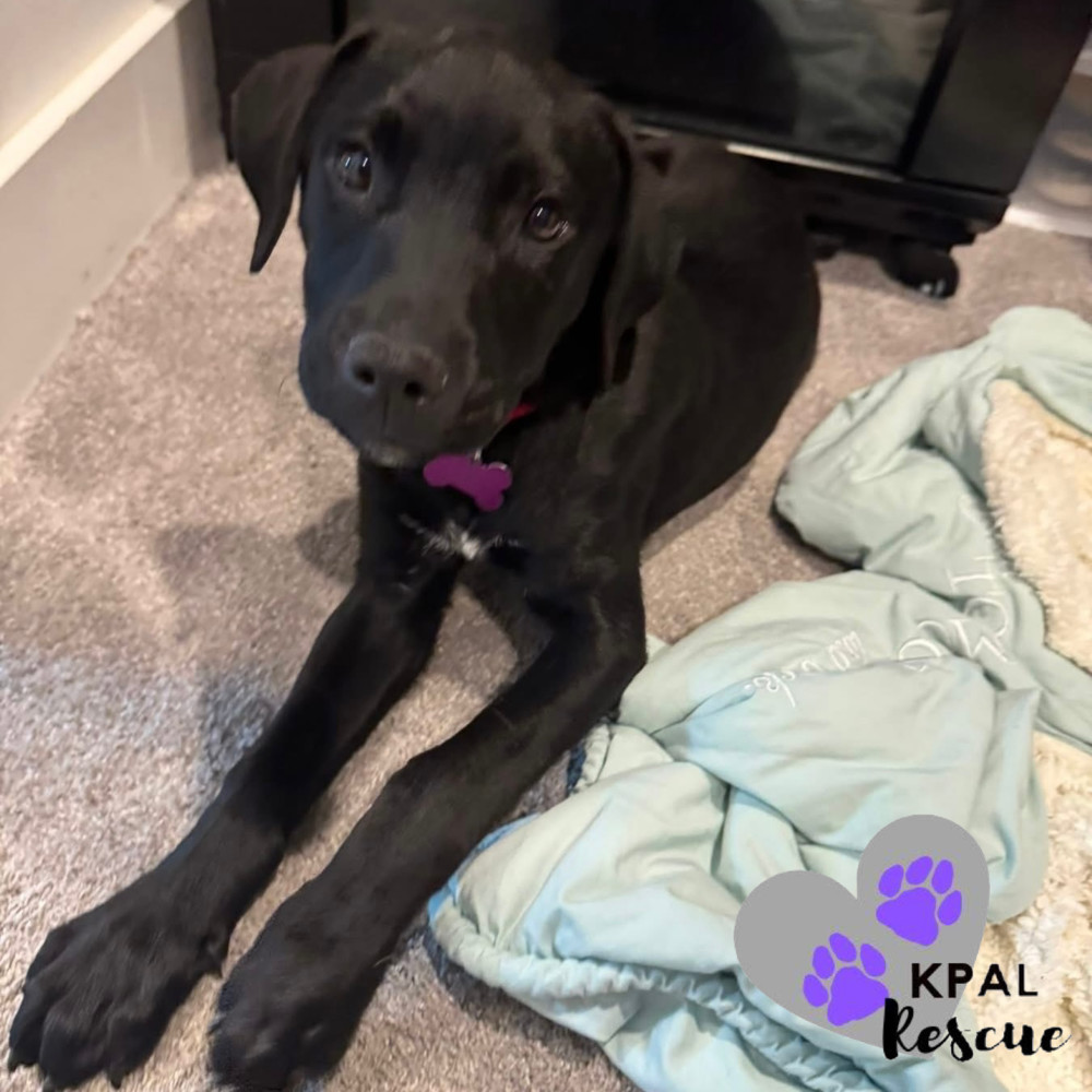 Putzie - Grease Litter, an adoptable Labrador Retriever, Pit Bull Terrier in Kenai, AK, 99611 | Photo Image 4