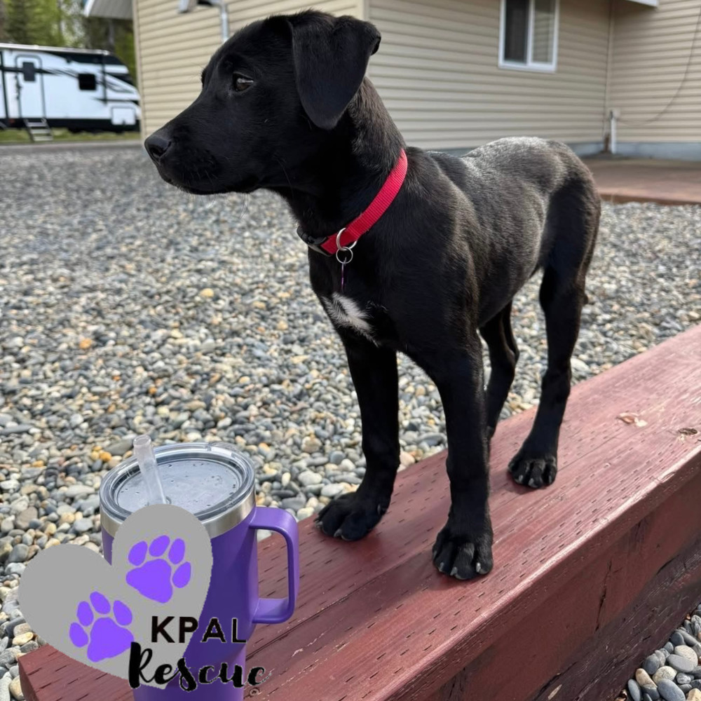 Putzie - Grease Litter, an adoptable Labrador Retriever, Pit Bull Terrier in Kenai, AK, 99611 | Photo Image 5