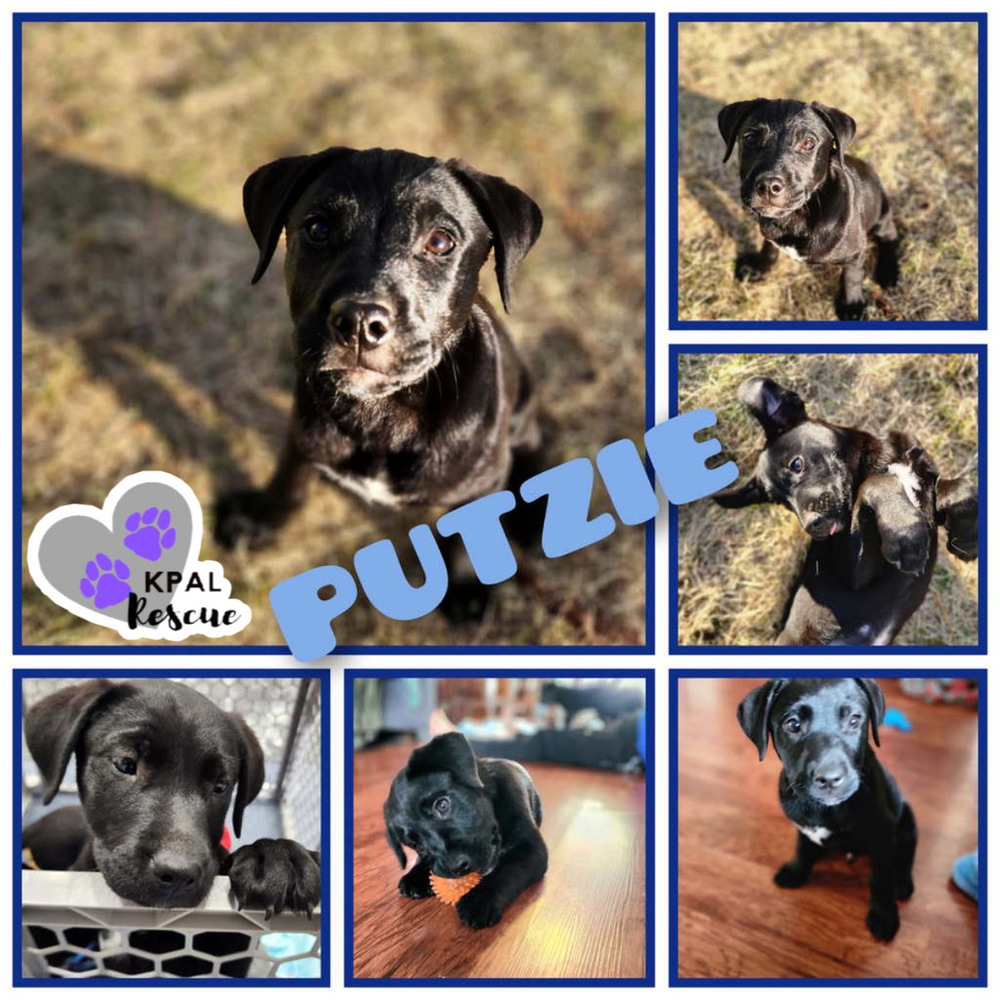 Putzie - Grease Litter, an adoptable Labrador Retriever, Pit Bull Terrier in Kenai, AK, 99611 | Photo Image 6