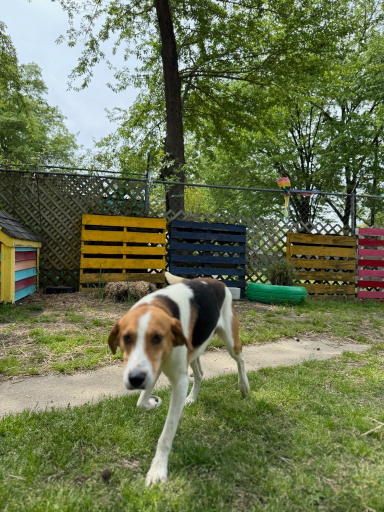 Woody