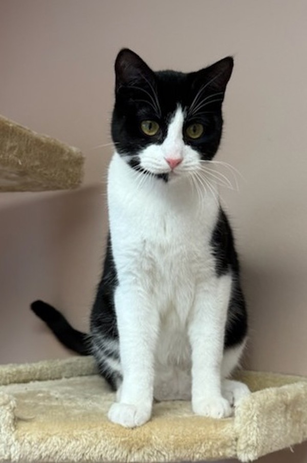 Elwood, an adoptable Domestic Short Hair in Great Falls, MT, 59405 | Photo Image 1