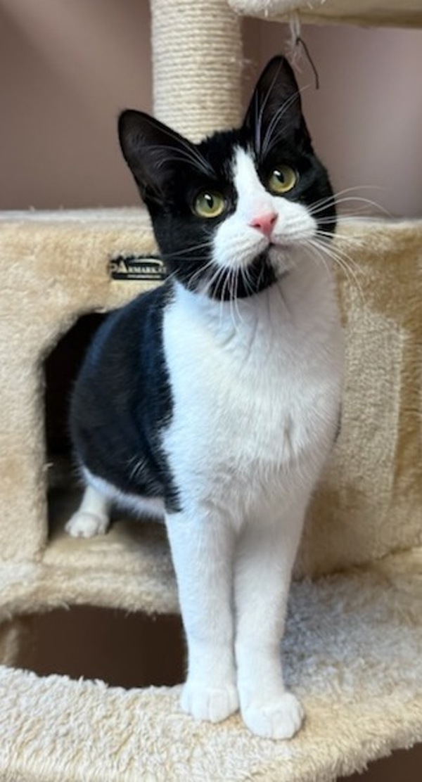 Elwood, an adoptable Domestic Short Hair in Great Falls, MT, 59405 | Photo Image 2