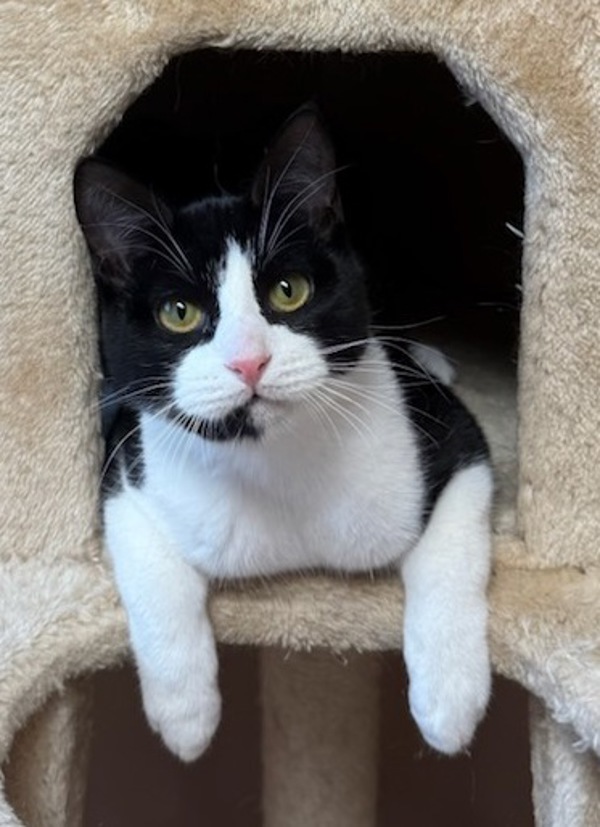 Elwood, an adoptable Domestic Short Hair in Great Falls, MT, 59405 | Photo Image 3