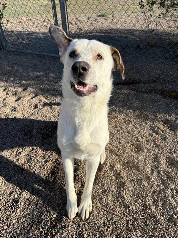 Rex, an adoptable Mixed Breed in Great Falls, MT, 59405 | Photo Image 1