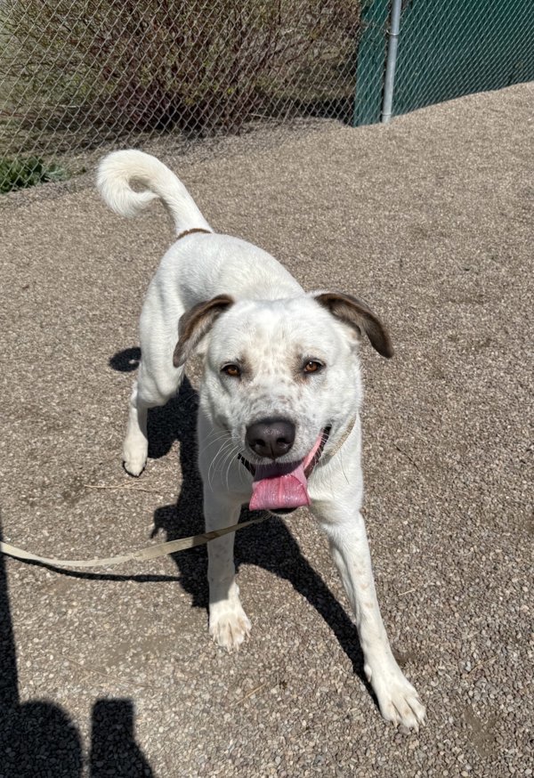 Rex, an adoptable Mixed Breed in Great Falls, MT, 59405 | Photo Image 2