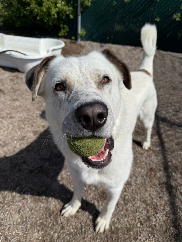 Rex, an adoptable Mixed Breed in Great Falls, MT, 59405 | Photo Image 2