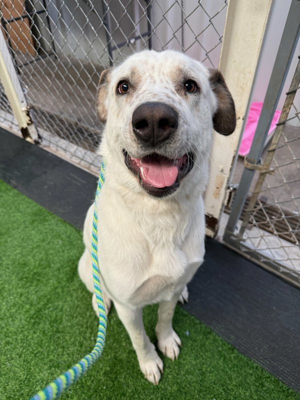 Rex, an adoptable Mixed Breed in Great Falls, MT, 59405 | Photo Image 3