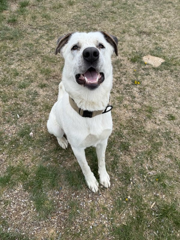 Rex