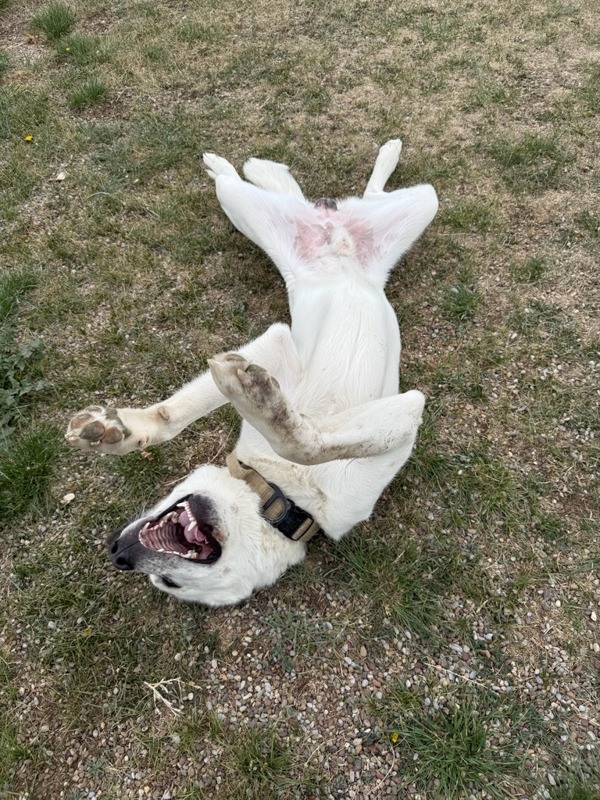 Rex