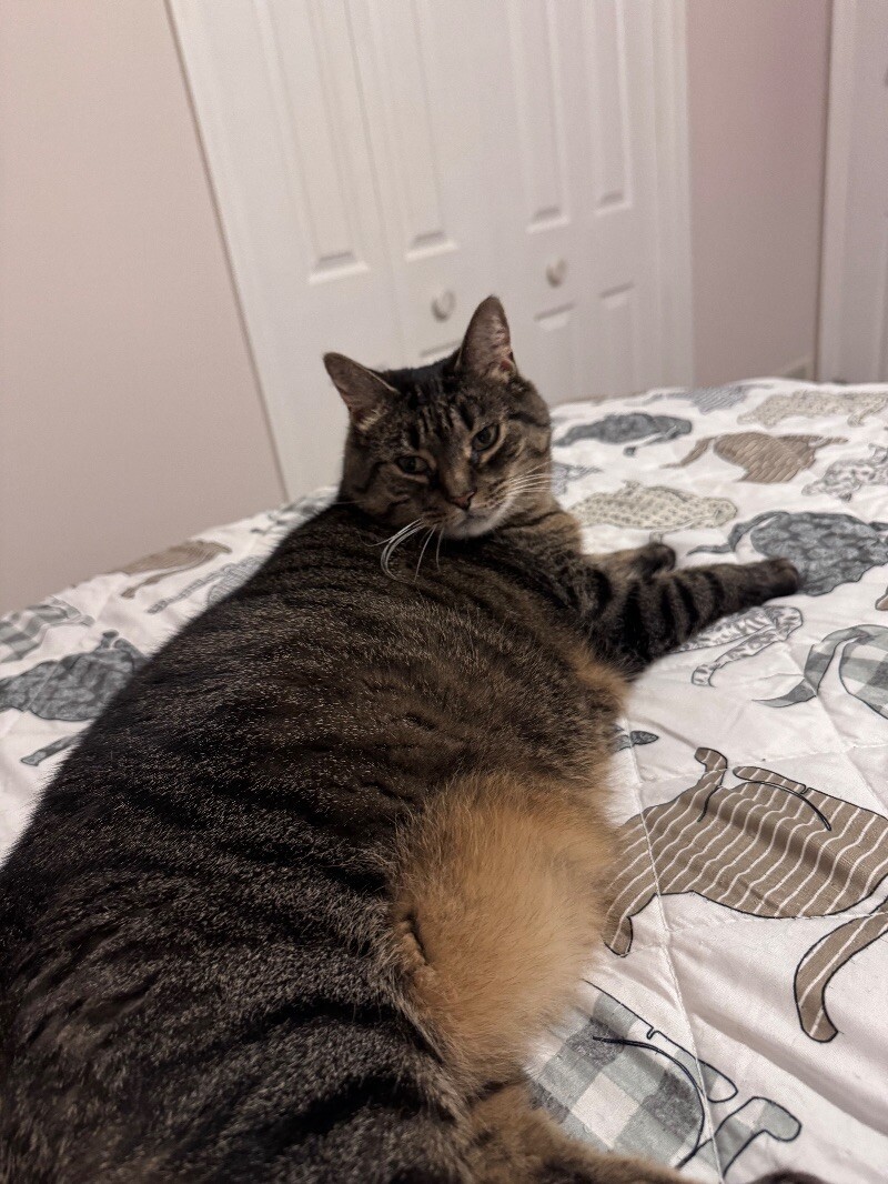 Callie