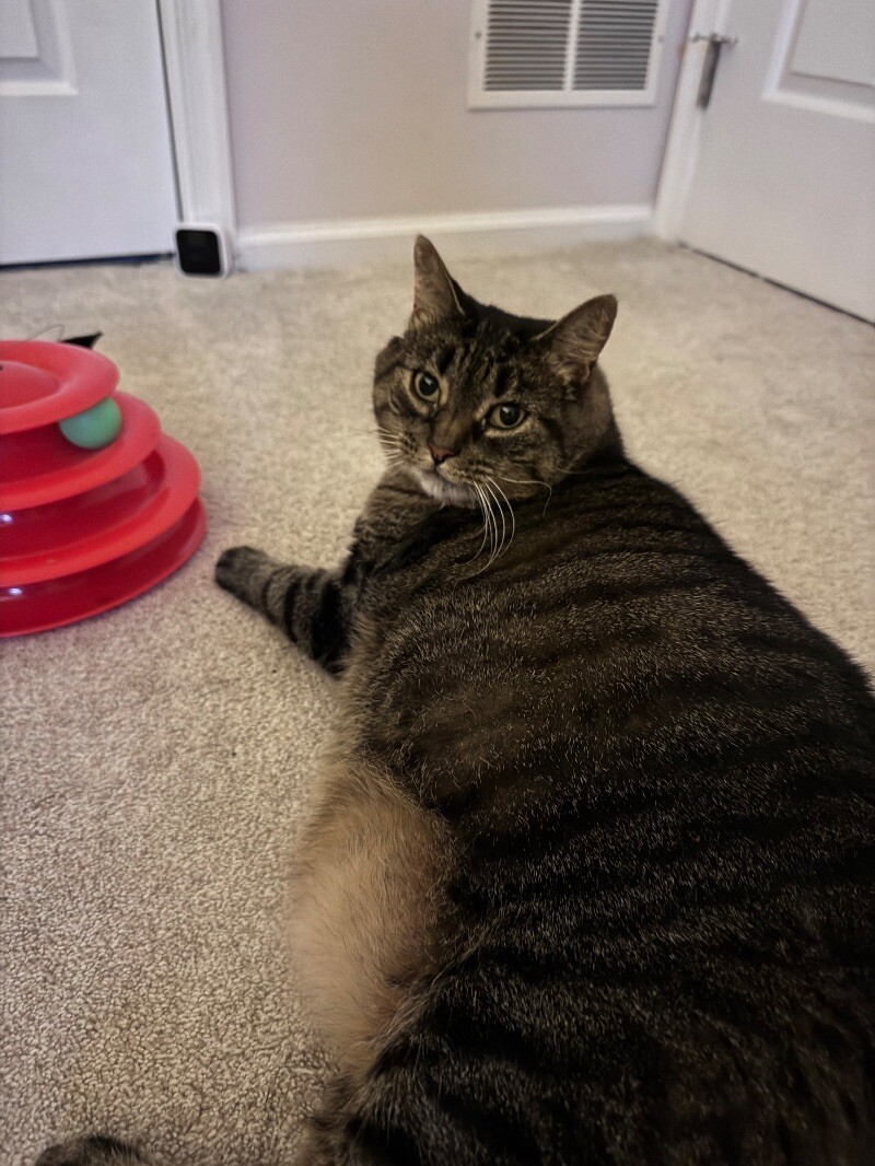 Callie