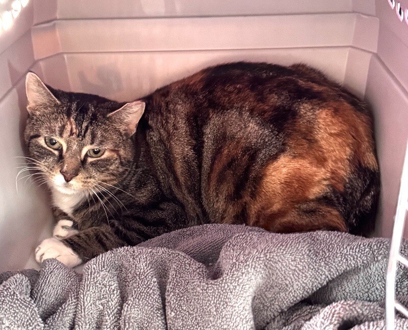Feral Torbi