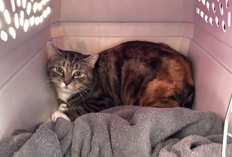 Feral Torbi