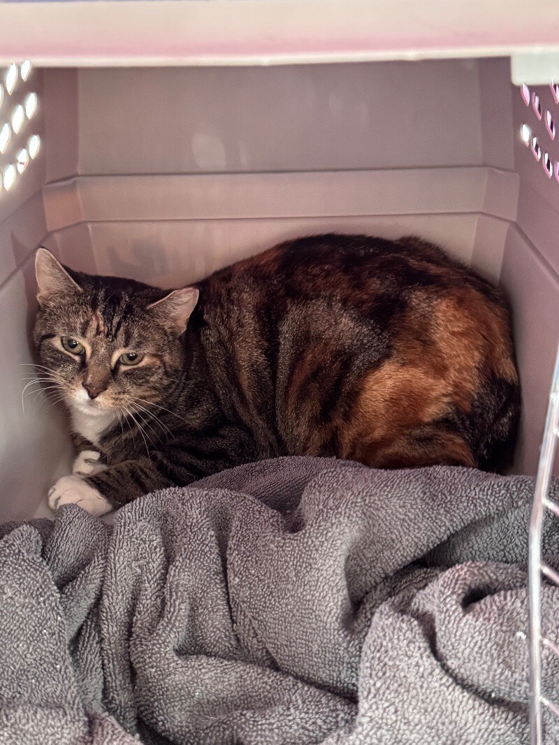 Feral Torbi