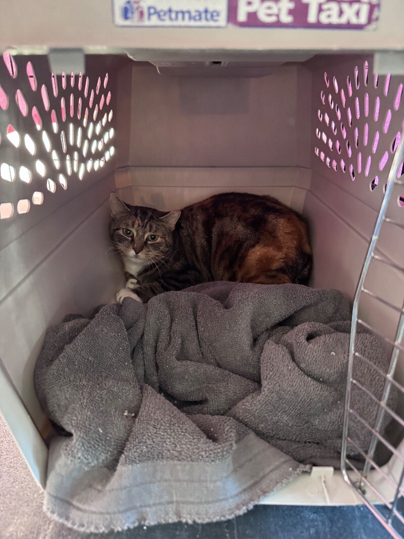 Feral Torbi