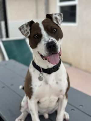All aboard Your next stop - Woods Humane Society Come meet me - the one and only Rails Im a