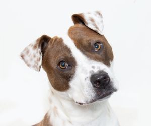 All aboard Your next stop - Woods Humane Society Come meet me - the one and only Rails Im a