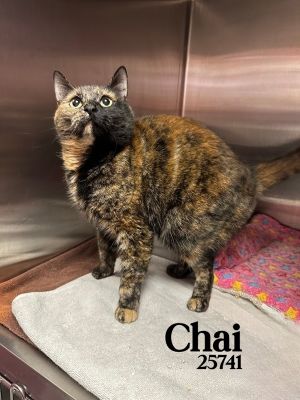 Chai is a beautiful soft torie girl who is ready to find her forever family She is sweet but can
