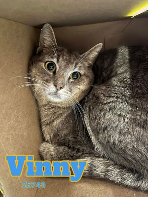 Vinny is a timid boy still learning to trust people Stop by the shelter to meet him or apply to