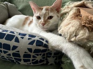 Sunshine, Young Female Domestic Short Hair