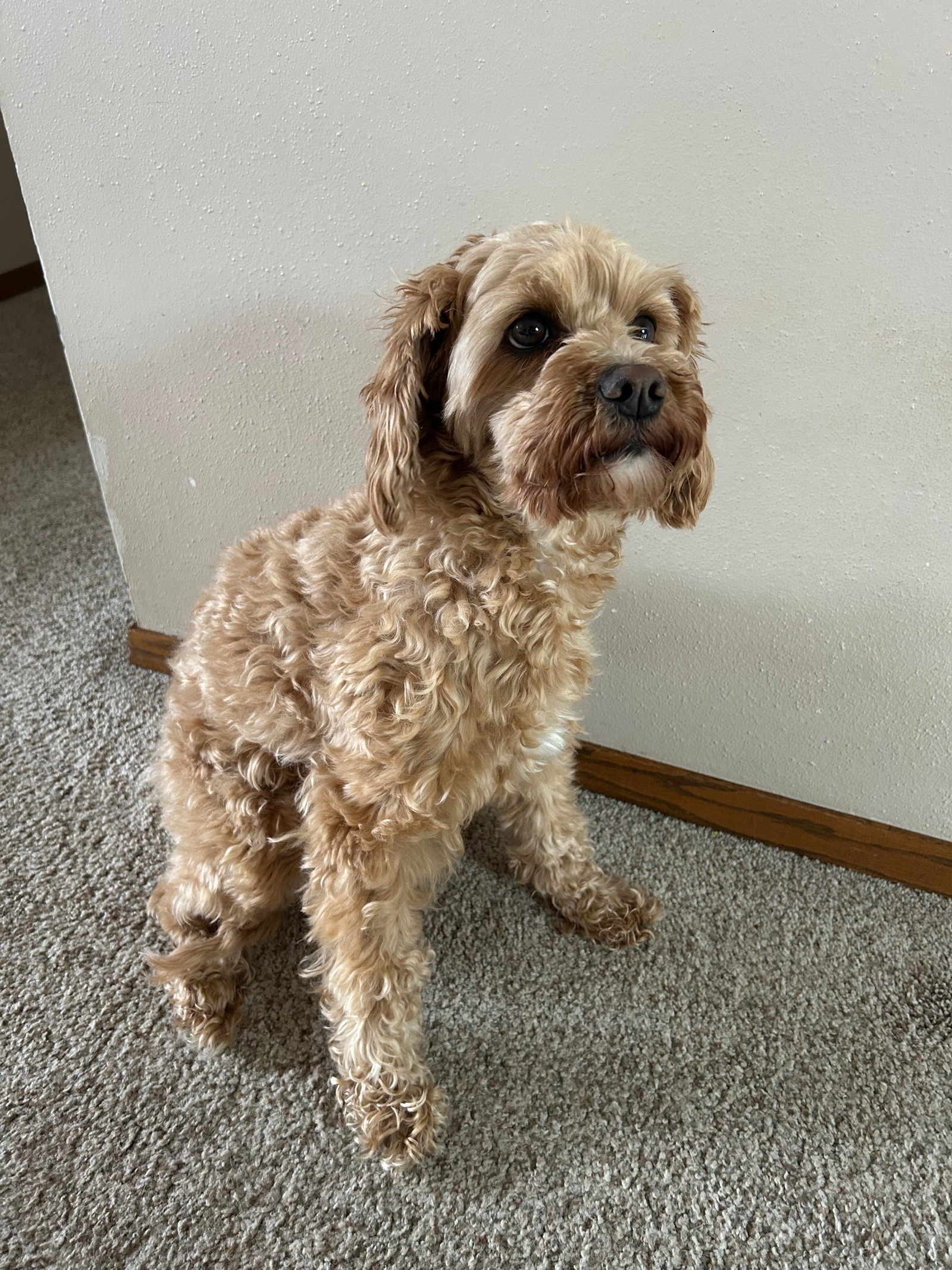 Lennon (adoption pending)